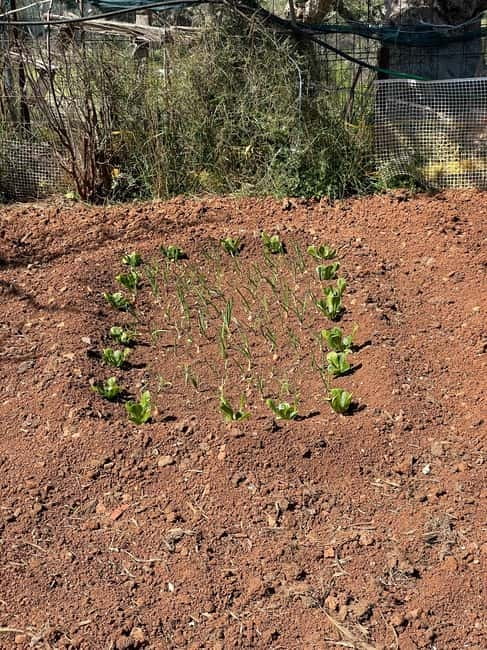 Kalamata: Farm-to-Table Experience with Cooking - A farm visit that turns into dinner