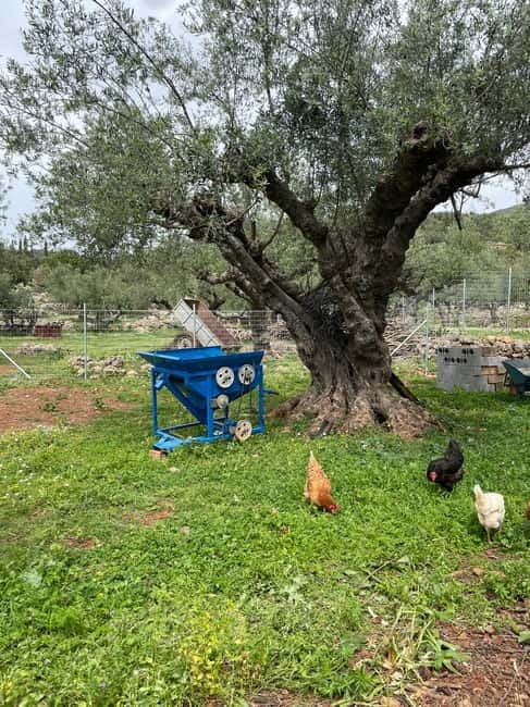 Kalamata: Farm-to-Table Experience with Cooking - Making Sfela and Anthotyro cheese