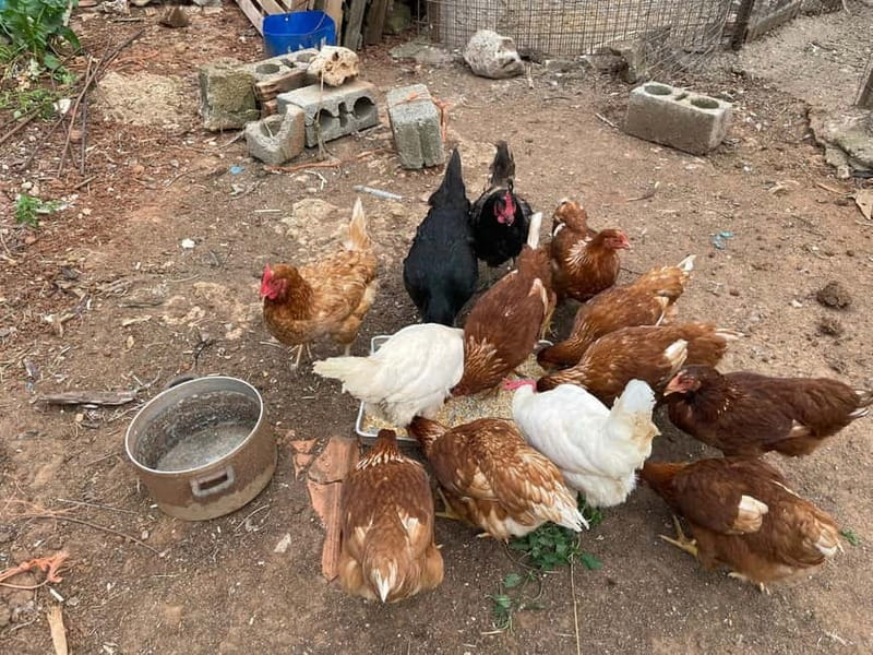 Kalamata: Farm-to-Table Experience with Cooking - Why the small group matters