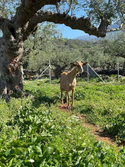 Kalamata: Farm-to-Table Experience with Cooking - Meeting Nicole, Porta, and the animals