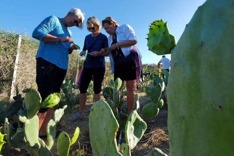 Los Cabos: Azteca Cactus Taco Farm to Table Cooking Class - A farm-to-table day beyond the Cabo resort zone