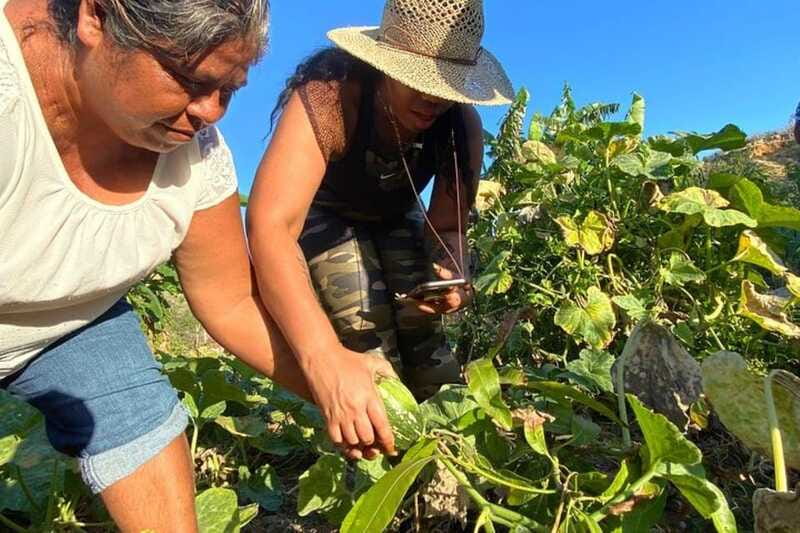 Los Cabos: Azteca Cactus Taco Farm to Table Cooking Class - Turning cactus into tacos with a Baja chef