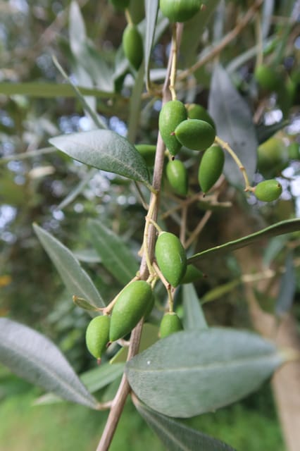 Lucca: Private Home-made Pasta Cooking Class - The garden, olive grove, and a pause while the dough rests