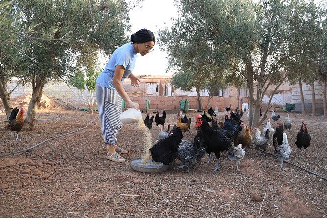 Moroccan Cooking Class and Eco-Farm Visit - Full day - Quiet time under olive and lemon trees