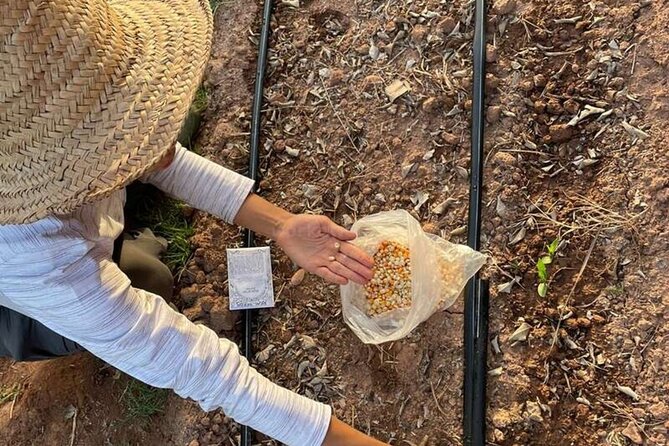 Moroccan Cooking Class and Eco-Farm Visit - Full day - Tea on the rooftop