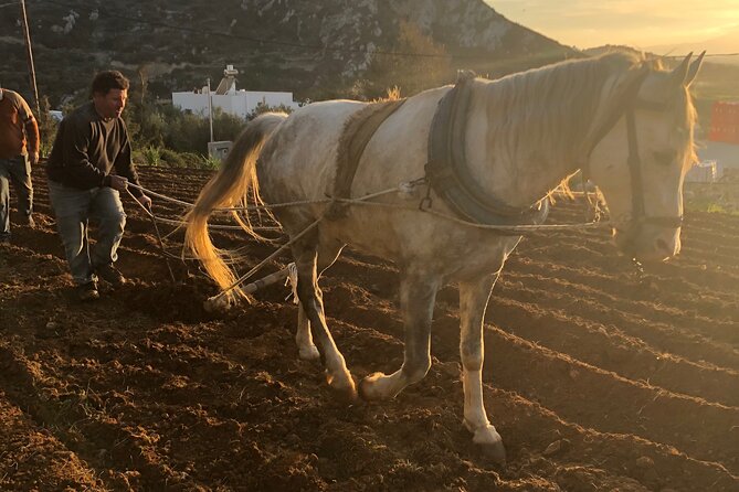 Naxos Perivoli Farm Experience & Wood-fire Cooking Class - Key things to know before booking