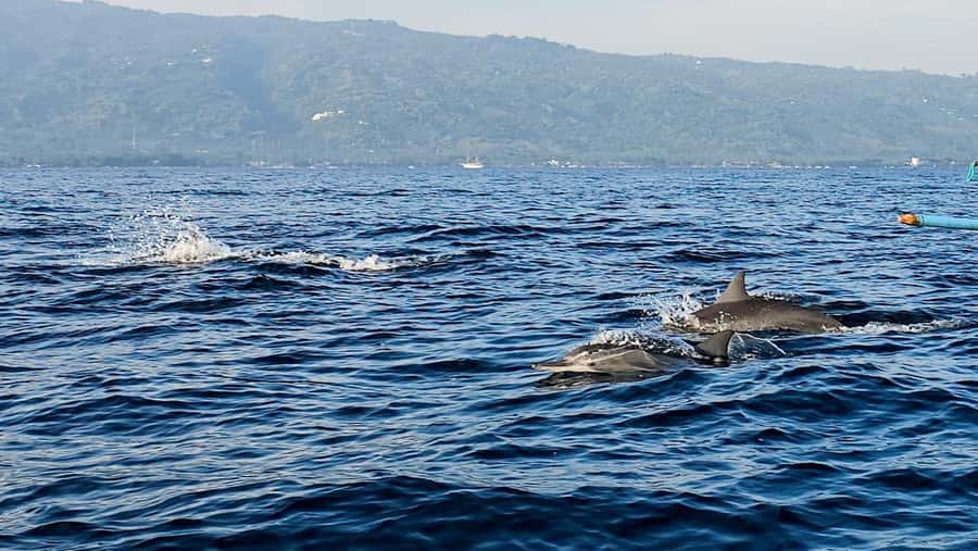 North Bali:Sunrise Dolphin Watching&CookingClass experience - Vegetarian and vegan guests are well covered