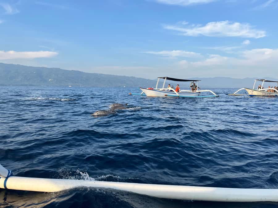 North Bali:Sunrise Dolphin Watching&CookingClass experience - What the $17 price really covers