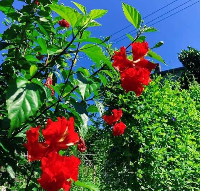Okinawa: Traditional farming experience & cooking and a meal - Why this Sesoko Island food experience feels different