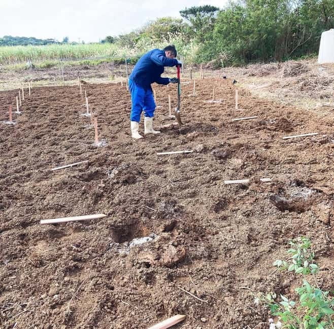 Okinawa: Traditional farming experience & cooking and a meal - From Kadoya Noodle Factory to the island garden