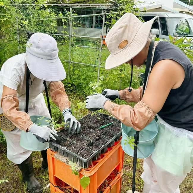 Okinawa: Traditional farming experience & cooking and a meal - Should you book the Sesoko Island farming and cooking experience?