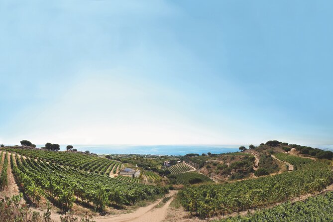 Paella Cooking Experience & Winery Tour from Barcelona - Four wines and a relaxed tasting