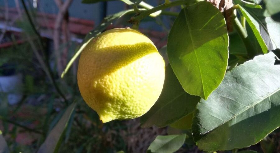 Palermo: Cooking and Limoncello Class - A Sicilian welcome before the cooking begins
