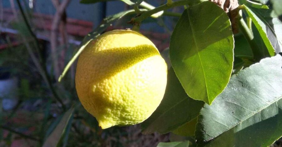Palermo: Cooking and Limoncello Class - The walk from market to home kitchen