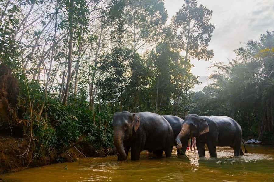 Phuket: Elephant Sanctuary Tour, Cooking Class & Lunch - What to bring and who should skip it