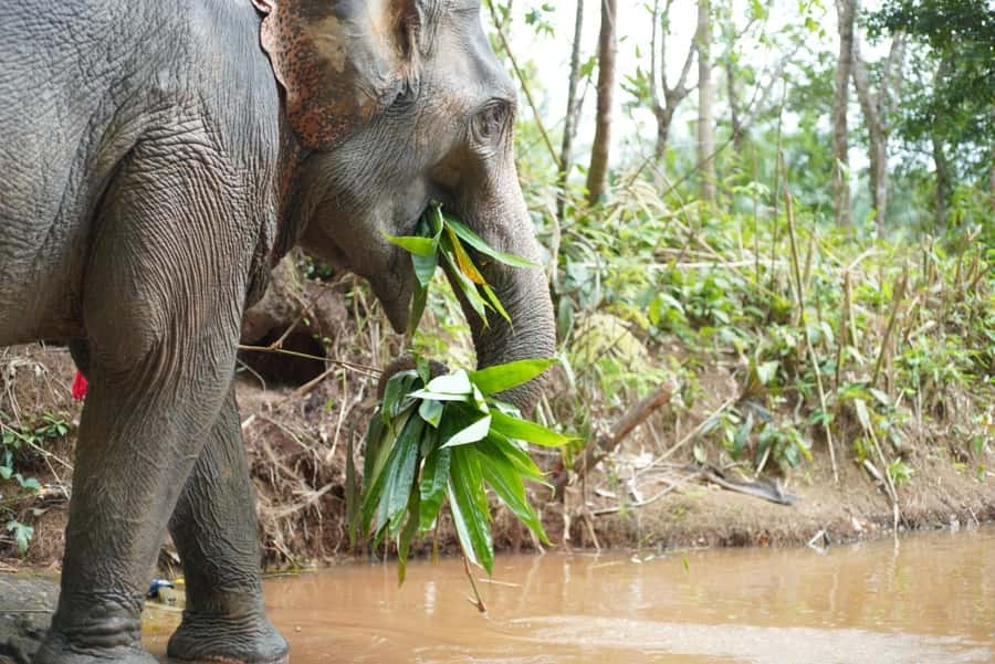 Phuket: Elephant Sanctuary Tour, Cooking Class & Lunch - Watching the bathing ritual from a safe position