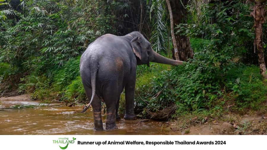 Phuket: Elephant Sanctuary Tour, Cooking Class & Lunch - Thai lunch and a one-dish cooking class