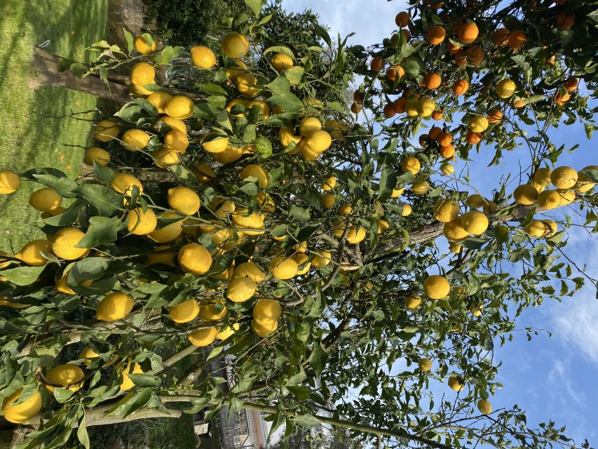 Piano di Sorrento: Cooking Class with Food Tasting and Wine - A family garden above Piano di Sorrento