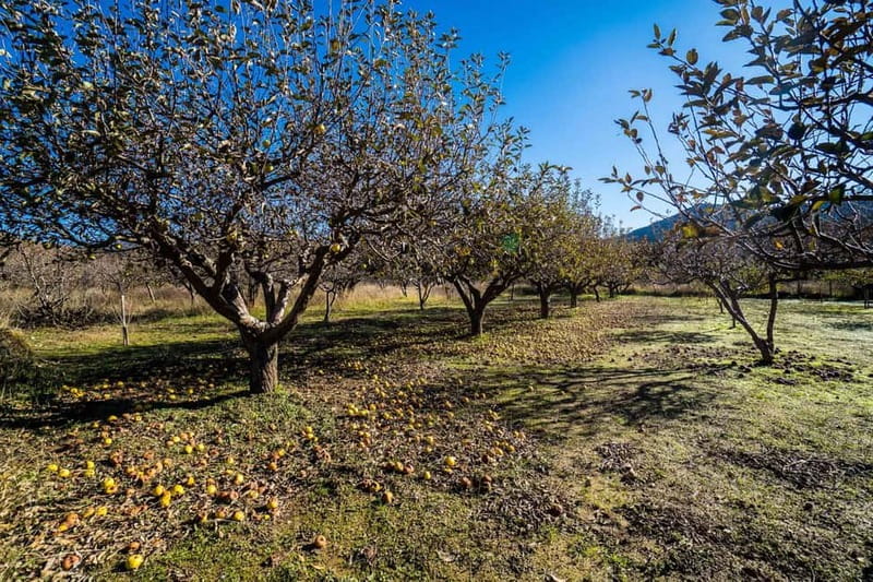 Private Jeep Tour to Psiloritis Mountain & Cooking Lesson - What the $589 price really buys you