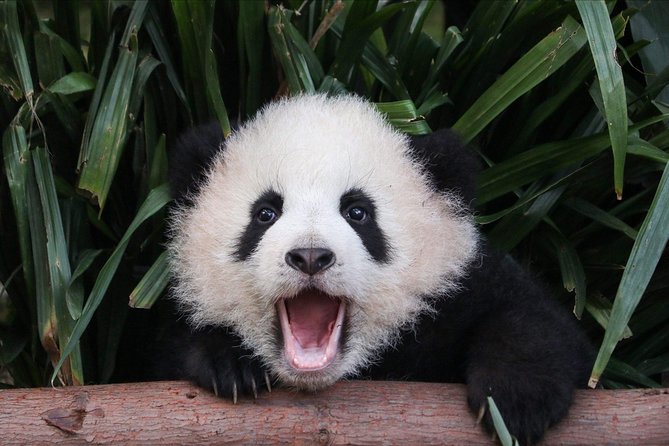 Private Panda Tour with Cooking Class One-day Trip - Why this Chengdu combination works