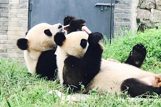 Private Panda Tour with Cooking Class One-day Trip - A vegetarian lunch at a nunnery