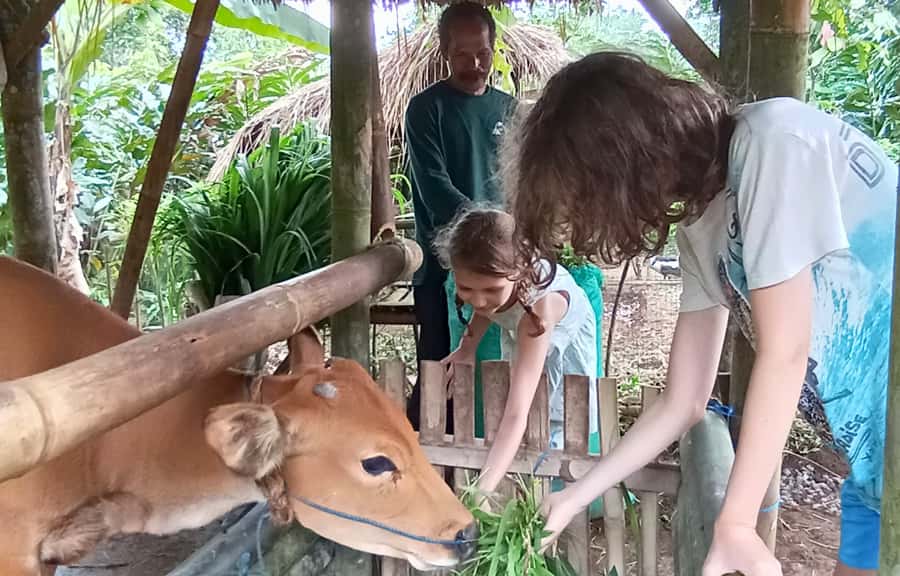 Pure Bali Village Experience Cooking & Jamu Class, Transfer - A Small Farm, Friendly Animals, and Stingless Bees