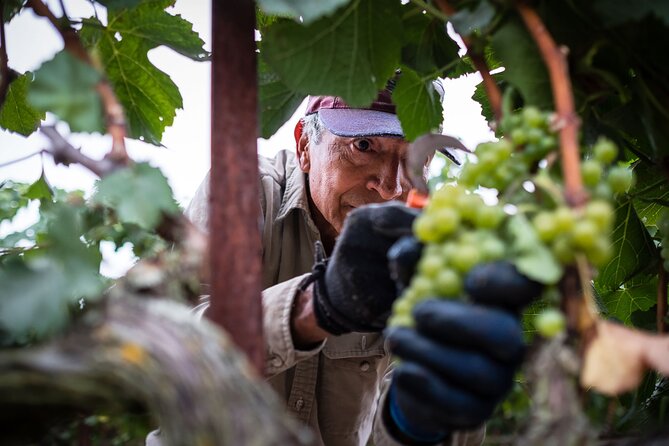 Rhodes Wine & Food Tour: 10 Meal Course Lunch, Wine Tasting, Cooking Class - A family winery day in the hills of Rhodes