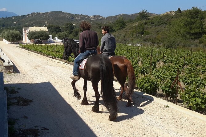 Rhodes Wine & Food Tour: 10 Meal Course Lunch, Wine Tasting, Cooking Class - Walking the vines before the first glass