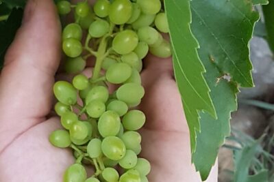 Rhodes Wine & Food Tour: 10 Meal Course Lunch, Wine Tasting, Cooking Class