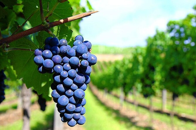 Rhodes Wine & Food Tour: 10 Meal Course Lunch, Wine Tasting, Cooking Class - Cruise passengers need to watch the clock