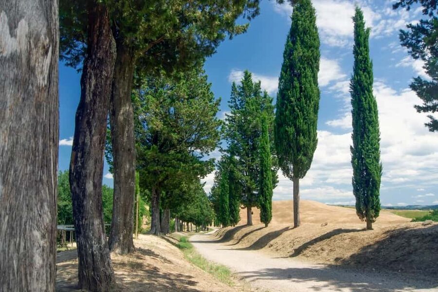 San Gimignano, Chianti with Winery Lunch & Cooking Class - Key points at a glance