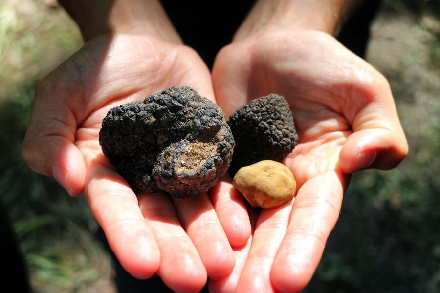 San Gimignano: Truffle Cooking Class with Wine Tasting - A traditional Tuscan meal after the lesson