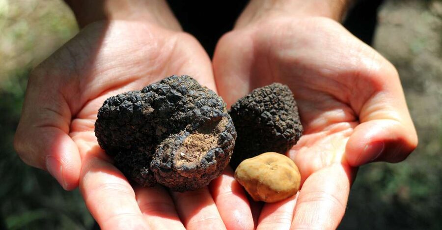 San Gimignano: Truffle Cooking Class with Wine Tasting - The two-hour cooking lesson at Tenuta Torciano