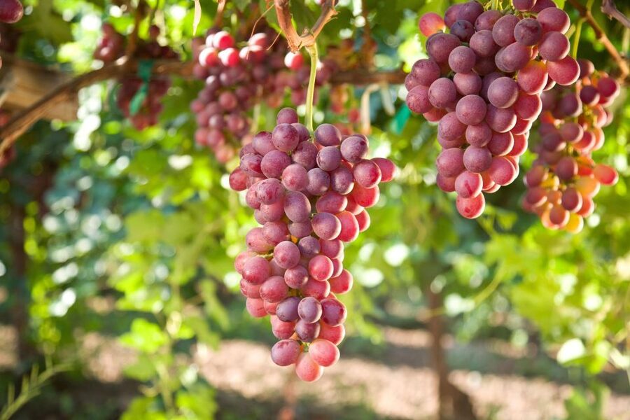 Savor Rhodes: 11-Dish Wine Pairing and Cooking Adventure - Tasting the wines before lunch