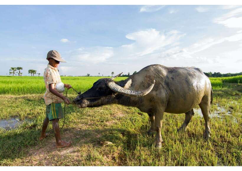 Siem Reap: Afternoon Cooking Class & Village Tour - A relaxed introduction to Khmer home cooking
