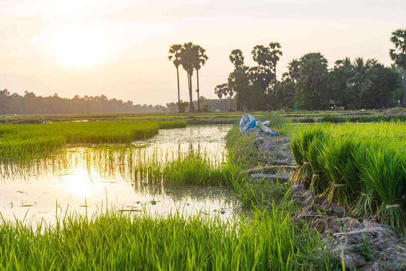 Siem Reap: Afternoon Cooking Class & Village Tour - Timing, pickup, and what to keep in mind