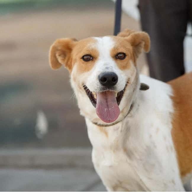 Skiathos: Dog Shelter Visit, Hike & Cooking Class with Lunch - A half-day that does more than sightseeing