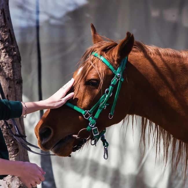 Tbilisi: Kakheti Horse Riding, Wine Tasting, and Cooking … - Why this Kakheti day trip works so well