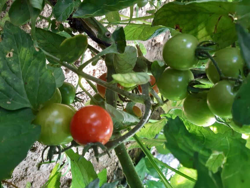 Thessaloniki:Greek Cooking Class and Meal at a Farm A - What the $176 price includes