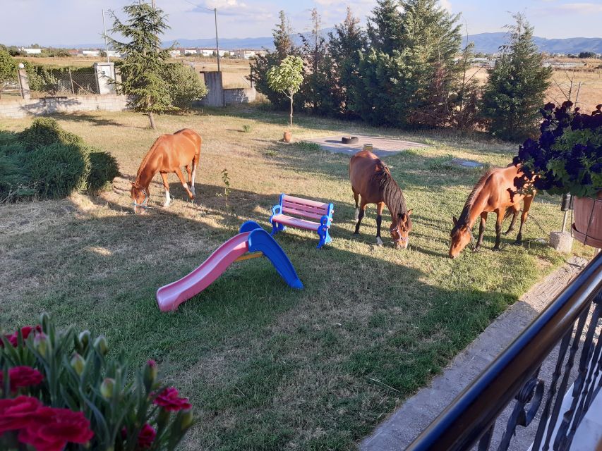 Thessaloniki:Greek Cooking Class and Meal at a Farm A - Is this a private or group experience?