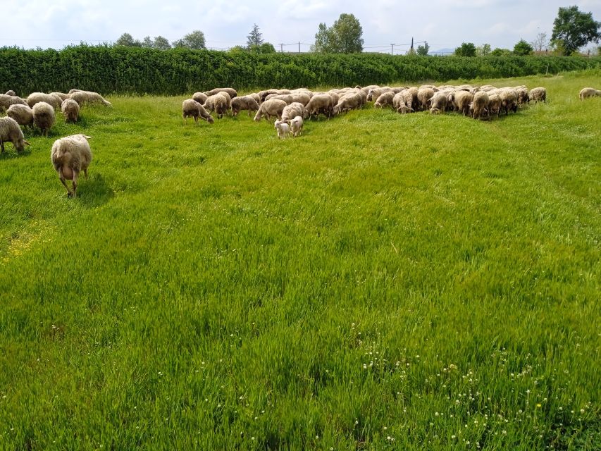 Thessaloniki:Greek Cooking Class and Meal at a Farm A - Who will enjoy Agnifarm most