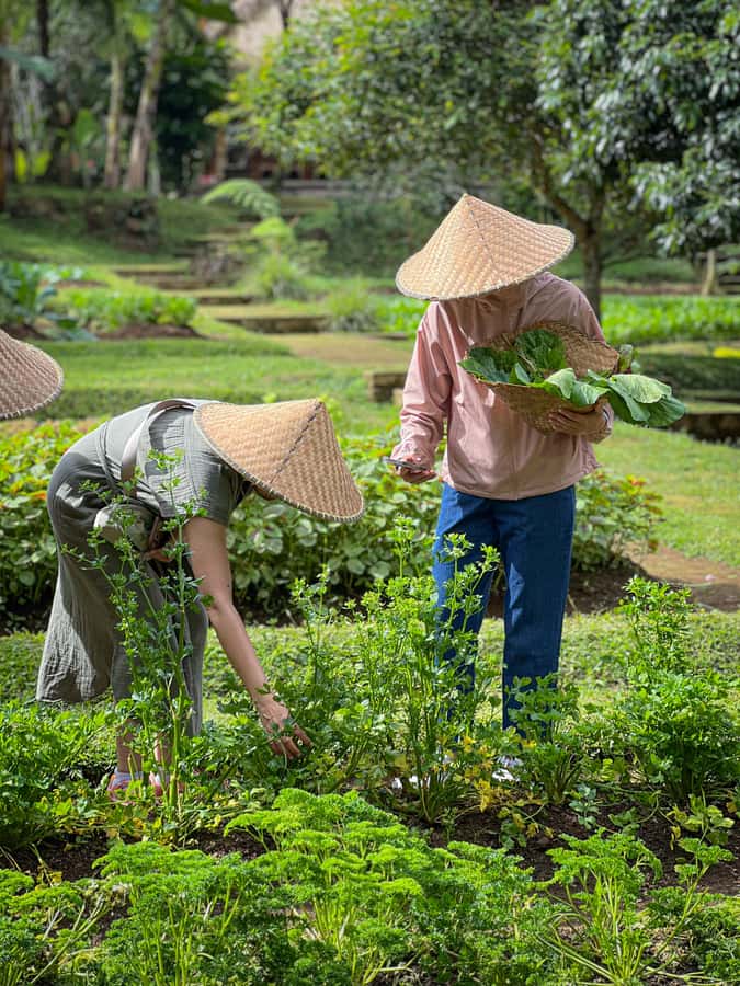 Ubud: Organic Farm Harvest, Bali Cooking Class by Pemulan - Choose the vegetarian menu without losing variety