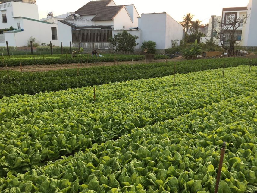 Viet Garden Cooking Class (Countryside and Market tour) - From Nha Trang hotels to the farming heartland