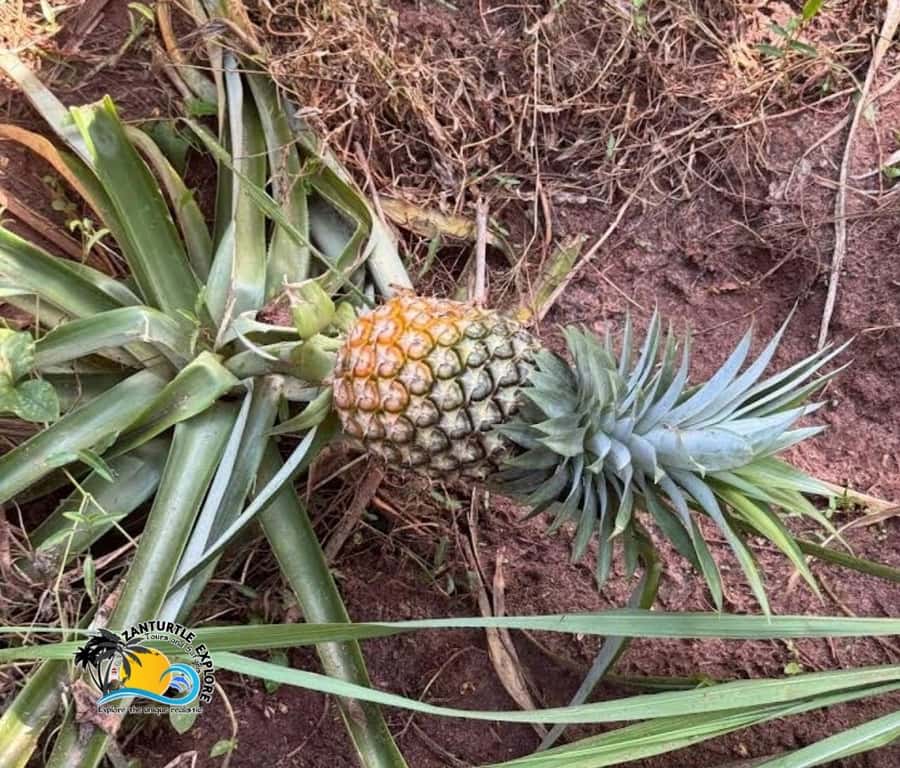 Zanzibar: Spice Farm Tour and Cooking Class with Lunch - Fruit tasting in the shade