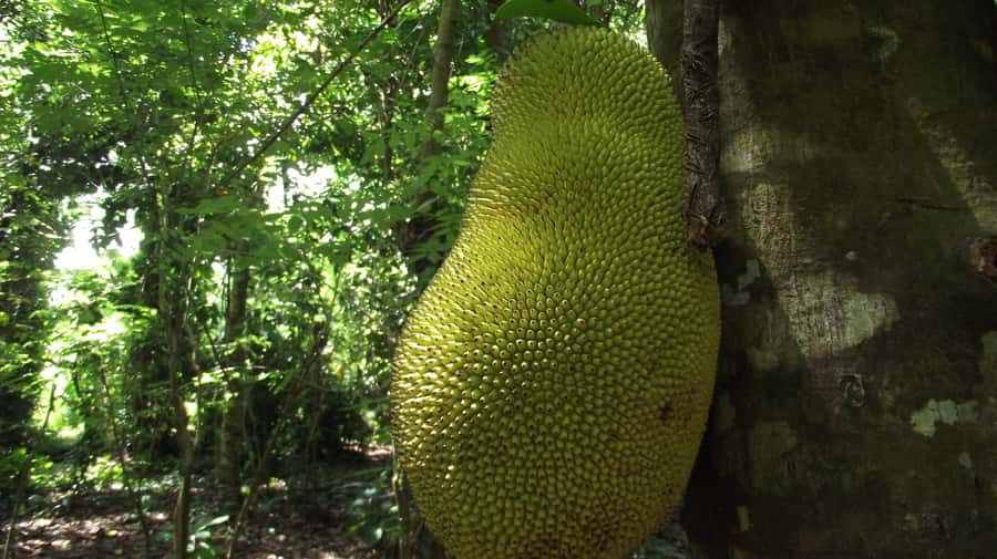 Zanzibar: Spice Farm Tour with Traditional Cooking Lesson - From cassava leaves to coconut milk