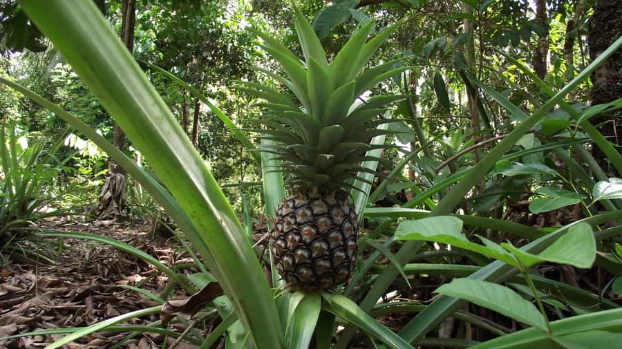 Zanzibar: Spice Farm Tour with Traditional Cooking Lesson - Who should book this spice farm tour?